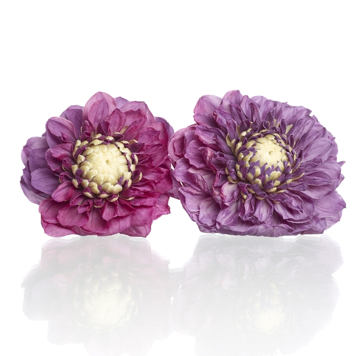 Dahlia purple 5-5,5cm