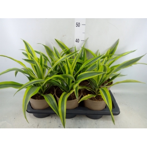 Dracaena fr de 'LemonLime'