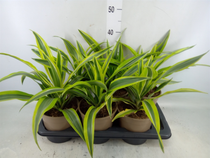 <h4>Dracaena fr de 'LemonLime'</h4>