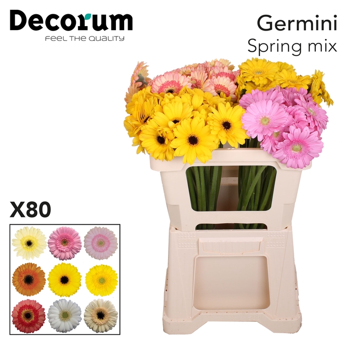 <h4>Germini Mix Spring Water</h4>