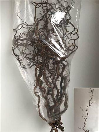 <h4>Coryl Av Contorta</h4>