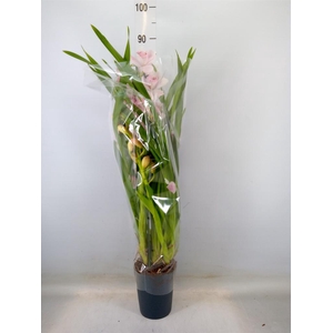 Cymbidium   ...