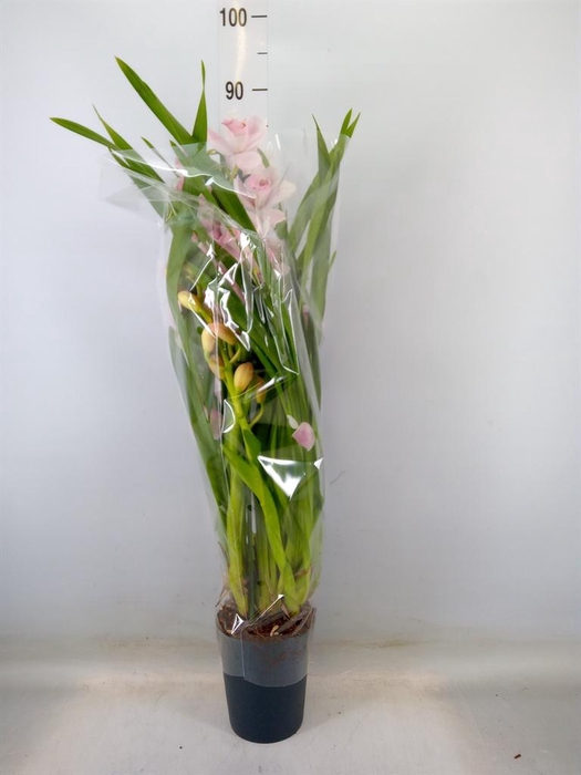 <h4>Cymbidium   ...</h4>