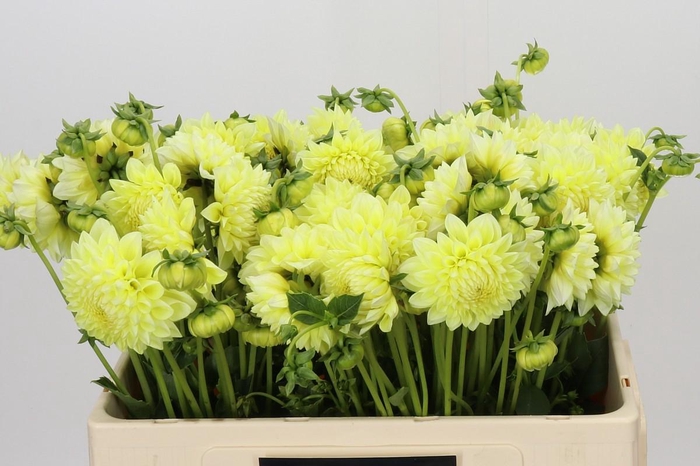 <h4>Dahlia Banana Baby</h4>