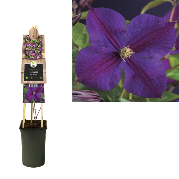 <h4>Clematis 'Star of India' 3.0 label</h4>