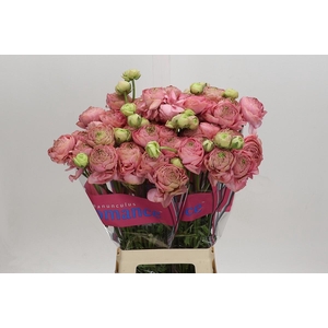 Ranunculus Roamnce Supreme Pink