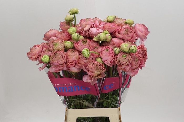 <h4>Ranunculus Roamnce Supreme Pink</h4>
