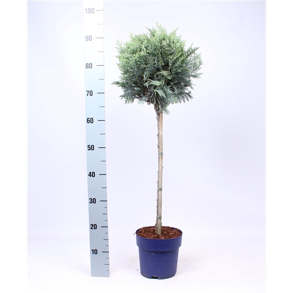 <h4>Chamaecyparis laws. 'Columnaris' - op stam</h4>