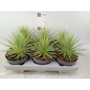 Agave stricta 'Nana'