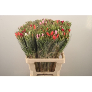 Clarkia Am Gr Mixed In The Bunch