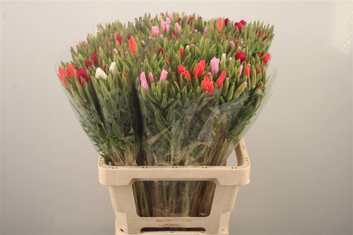 <h4>Clarkia Am Gr Mixed In The Bunch</h4>
