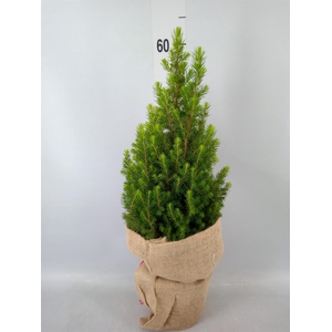 Picea glauca 'Conica'