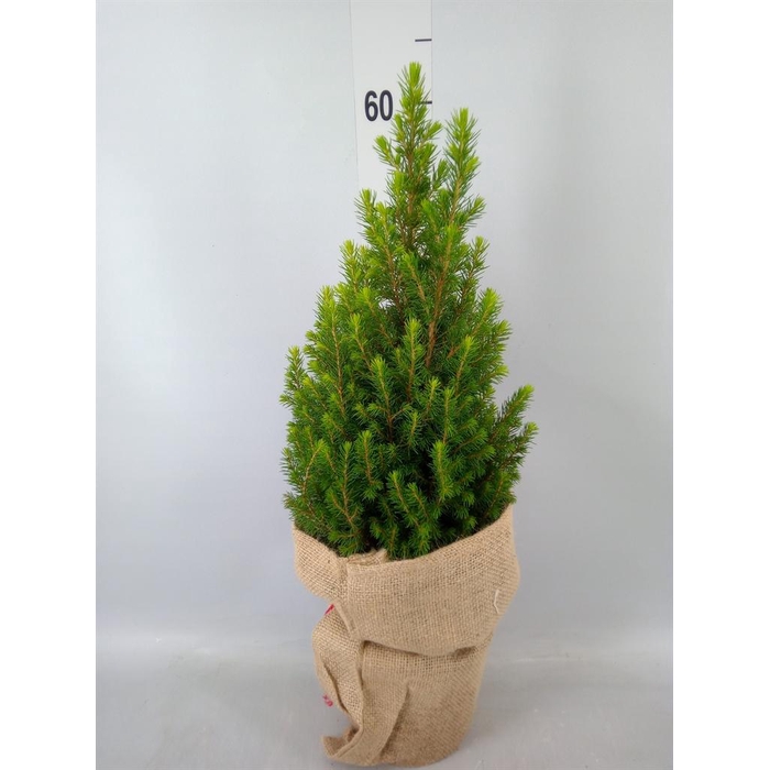 <h4>Picea glauca 'Conica'</h4>