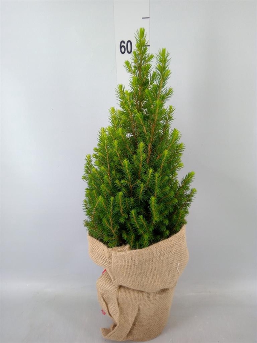 Picea glauca 'Conica'