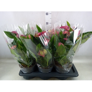 Anthurium andr. 'Pure Purple'