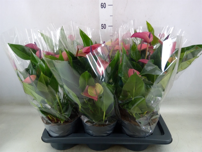 <h4>Anthurium andr. 'Pure Purple'</h4>