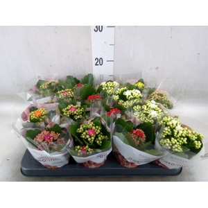 Kalanchoe blos. 'RosDon Dione'