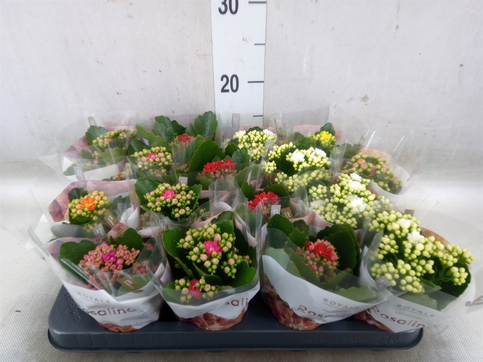 <h4>Kalanchoe blos. 'RosDon Dione'</h4>