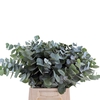 Euca Cinerea Per Steel 55cm