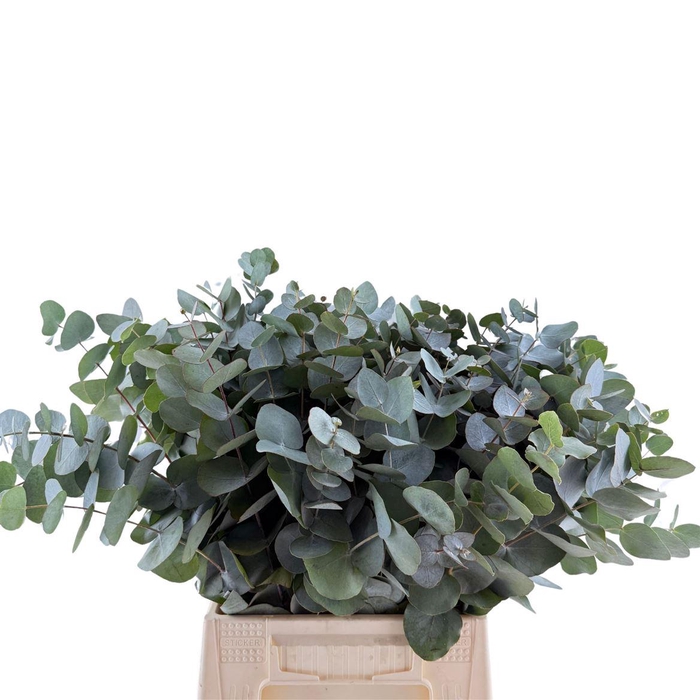 Euca Cinerea Per Steel 55cm