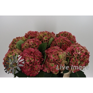 Hydrangea elbtal classic