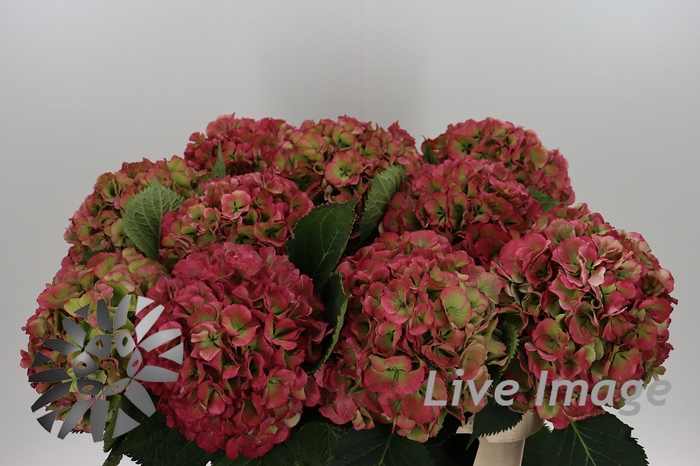 <h4>Hydrangea elbtal classic</h4>