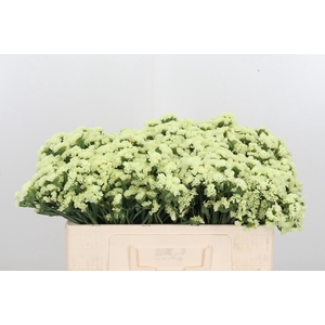 Limonium St Crystal Yellow