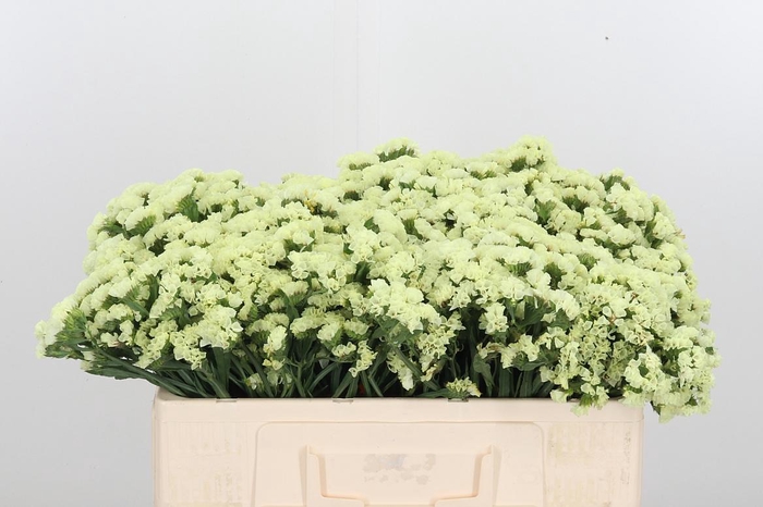 <h4>Limonium St Crystal Yellow</h4>