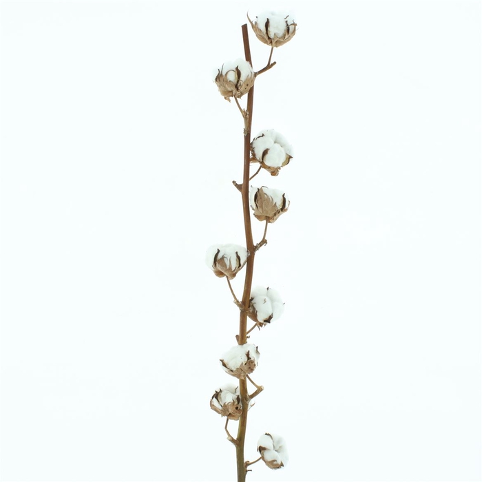 Gossypium Wit 9 Balls