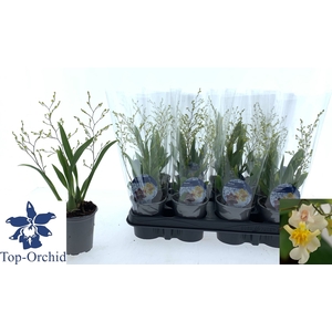 ONCIDIUM OV