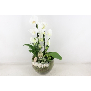 arr2 PL - Glas Henrik phal. wit Easter bunny