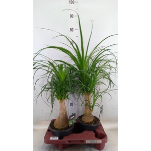 Beaucarnea recurvata