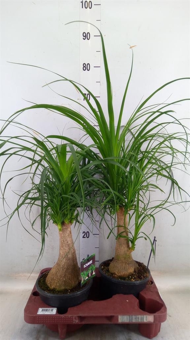 <h4>Beaucarnea recurvata</h4>