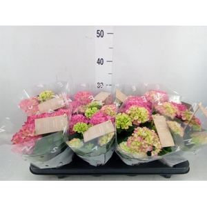 Hydrangea mac. 'Tabletensia'