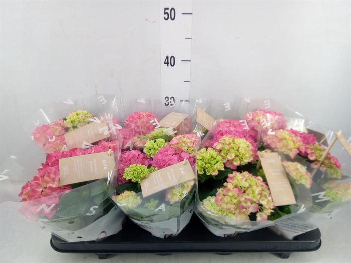 <h4>Hydrangea mac. 'Tabletensia'</h4>