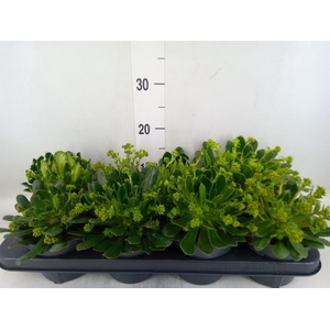 Lewisia  'Mountain Dreams'   ...mix