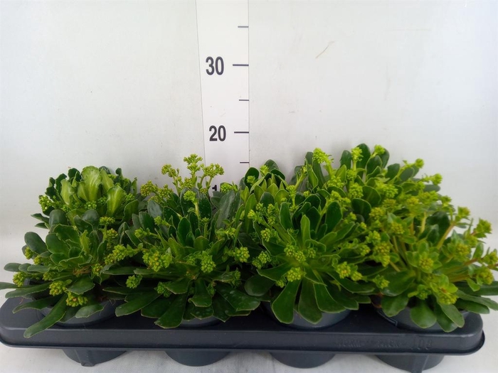 <h4>Lewisia  'Mountain Dreams'   ...mix</h4>