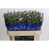 Aster Claudia