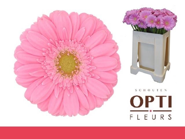 <h4>GE MI KIRSTEY</h4>