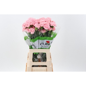 Di St Pink Jodie 60 cm