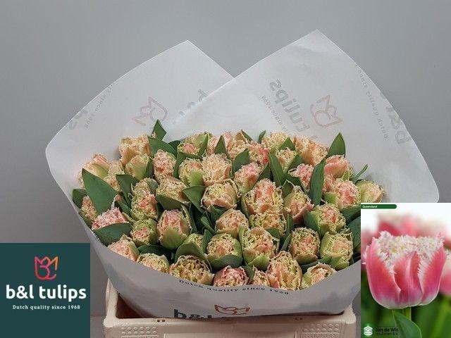 <h4>TU FR QUEENSLAND</h4>