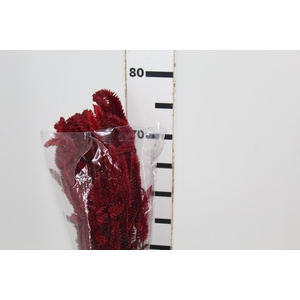 CELOSIA RABO DE GATO DESIDRATADO VINHO