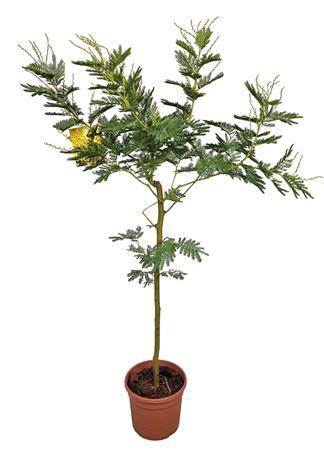 <h4>Acacia Mimosa Daelbata Stem</h4>