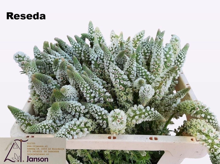 <h4>OVERIG SNIJBLOEMEN SNIJBLOEMEN OV</h4>