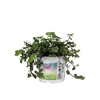 Callisia Repens