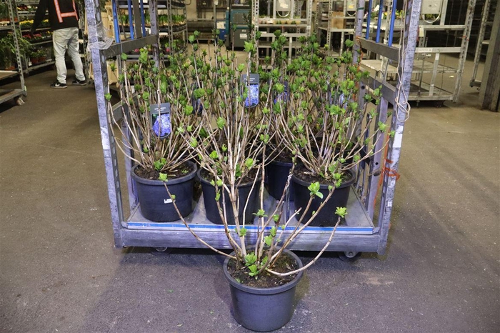 <h4>Hydr M Ov Blauw</h4>