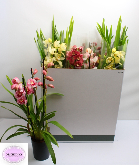 <h4>CYMB GEMENGD</h4>