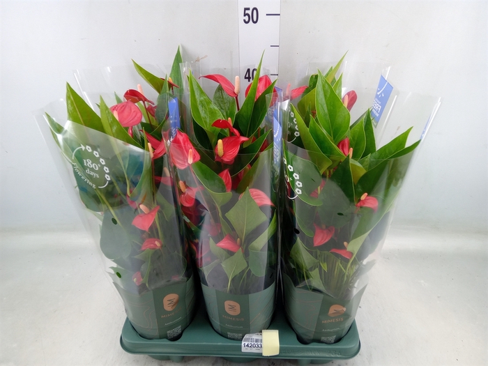 <h4>Anthurium andr. 'Mill Flowers Red'</h4>