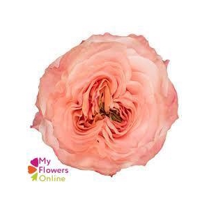 R Gr Princess Crown Peach 50cm EC