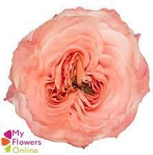 <h4>R Gr Princess Crown Peach 50cm EC</h4>